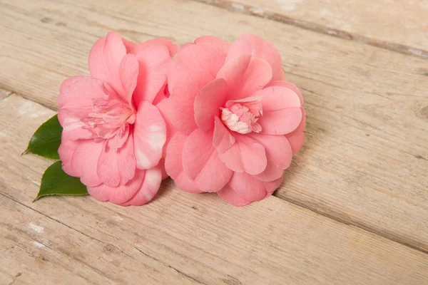 Duas flores de camélia rosa florescendo em um fundo de prancha de madeira — Fotografia de Stock