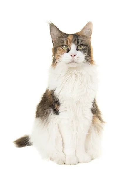 Bonito sentado fêmea adulto casulo principal gato visto da frente olhando para a câmera em um fundo branco — Fotografia de Stock