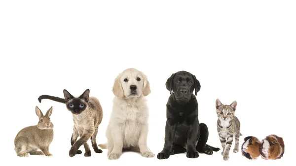Grupo de variedad de mascotas, gato adulto, gato joven, cachorro, dos perros cachorro retriever, raza mixta y un conejillo de indias y un conejo — Foto de Stock