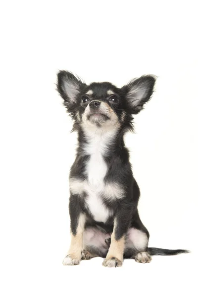 Adult chihuahua câine stând și uitându-se izolat pe un fundal alb — Fotografie, imagine de stoc