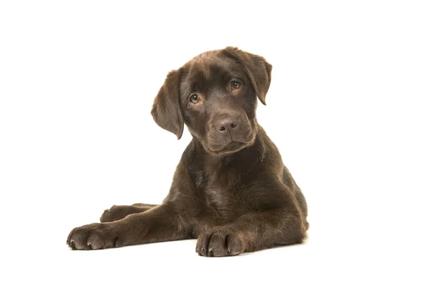 4 maanden oude bruine labrador retriever pup liggend gezien vanaf de voorkant, met zijn poten aan de linkerkant kantelen van haar hoofd en kijken naar de camera geïsoleerd op een witte achtergrond — Stockfoto