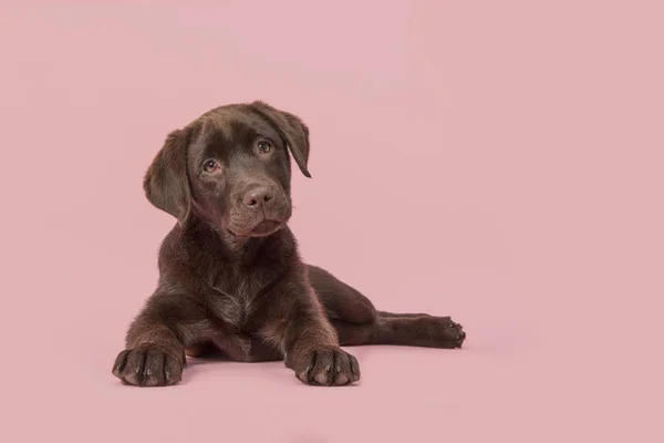Vier maanden oude bruine labrador retriever pup liggend gezien vanaf de voorkant kijken naar de camera op een roze achtergrond — Stockfoto