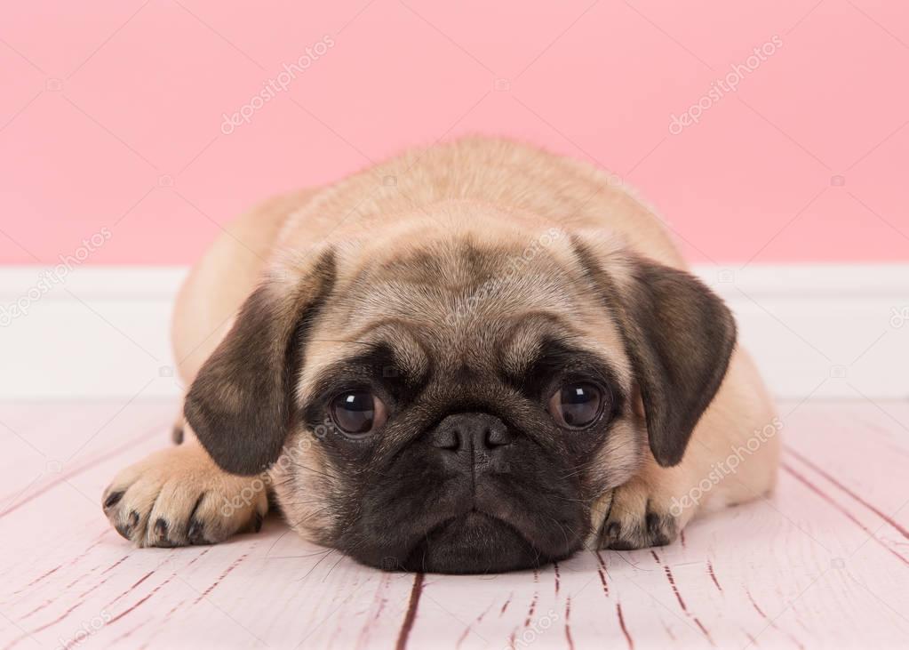Cute young pug dog lying down with its head on the floor looking at the camera in a pink living room setting
