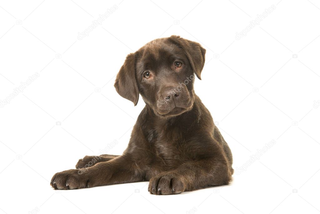 4 months old brown labrador retriever puppy lying down seen from the front, with its paws to the left tilting its head and looking at the camera isolated on a white background