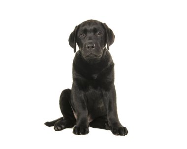 Beyaz bir arka plan üzerinde izole genç yetişkin Siyah labrador retriever oturma