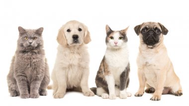Evcil Hayvan, köpek yavrusu köpek ve beyaz bir arka plan üzerinde yetişkin kedi grubu