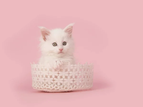 Cute white main coon baby cat in a white lace basket on a pink background — Stock Photo, Image