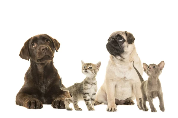 Perros en gatos jóvenes mirando hacia arriba aislados sobre un fondo blanco — Foto de Stock