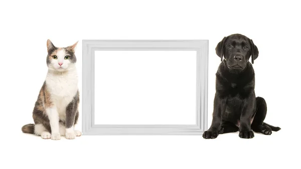 Pro dospělé kočky a černý labrador štěně pes sedící vedle bílý prázdný rámeček obrázku izolovaných na bílém pozadí — Stock fotografie