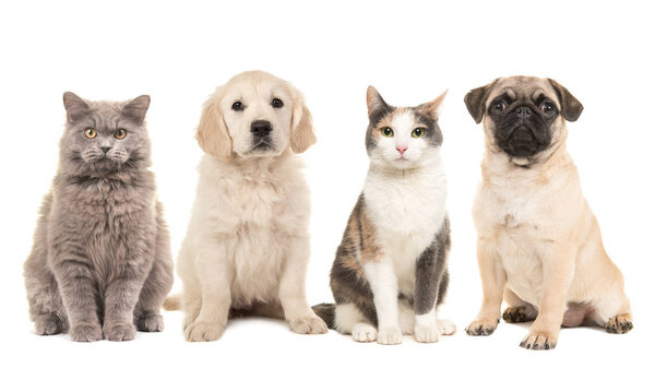 Group of pets, puppy dogs and adult cats on a white background