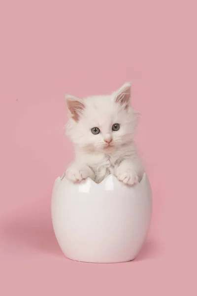 Bonito branco casulo principal bebê gato sentado em um ovo de Páscoa em um fundo rosa — Fotografia de Stock
