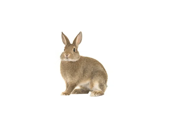 Красивый коричневый кролик, смотрящий на камеру со стороны, изолированную на белом фоне — стоковое фото