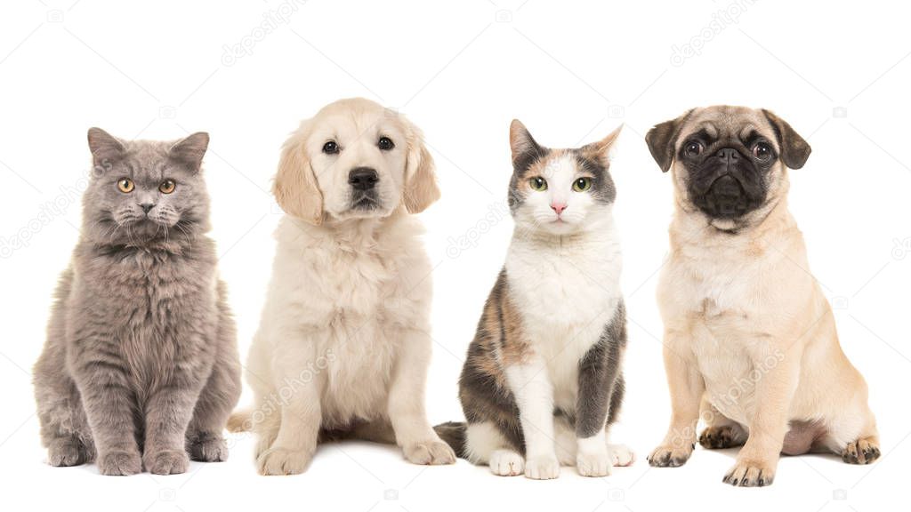 Group of pets, puppy dogs and adult cats on a white background