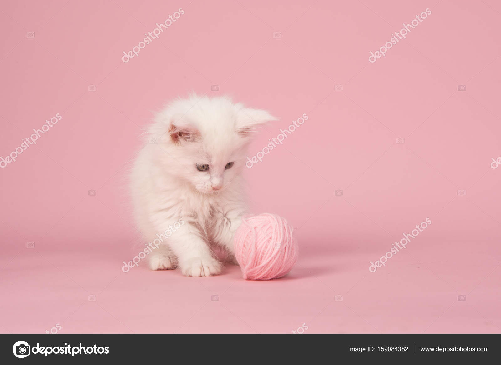ピンクの背景のピンクのウールのボールで遊んで白メインあらいくまの赤ちゃん猫 ストック写真 C Miraswonderland