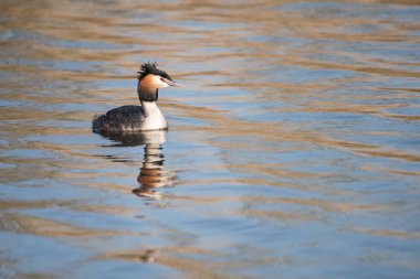 Siyah boyunlu batağan kuş sudaki yansıması ile Yüzme