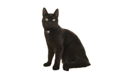 Siyah kedi, beyaz bir arka plan üzerinde izole kamera seyir