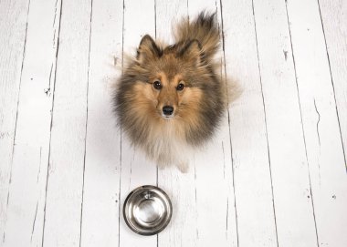 Yetişkin shetland koyun yukarıda oturan ve bir beyaz ahşap plakalar kat boş bir beslenme ile onun önünde kase ararken görüldü