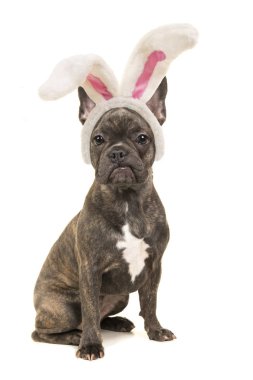 Sevimli oturan kahverengi fransız bulldog paskalya tavşan kulakları giyiyor