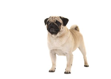 Beyaz bir arka plan üzerinde uzak izole yetişkin pug bakarak ayakta