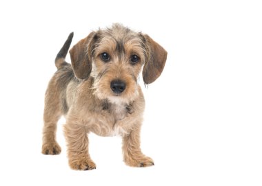 Genç wirehaired dachshund ayakta beyaz bir arka plan üzerinde izole kuyruk yürütmekle ile kameraya bakıyor