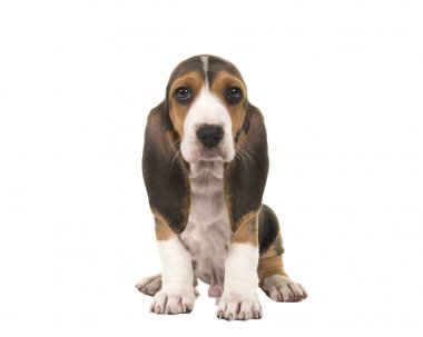 Basset artesien ön görülen beyaz bir arka plan üzerinde Normand köpek yavrusu izole oturma sevimli