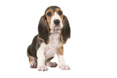 Basset artesien yandan görülen beyaz bir arka plan üzerinde Normand köpek yavrusu izole oturma sevimli