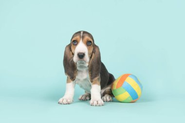 Basset artesien oturan sevimli mavi bir arka plan üzerinde bir çok renkli oyuncak topu ile normand köpek yavrusu