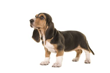 Beyaz bir arka plan üzerinde ararken yan tarafından trafik kavaşağında normand köpek izole ayakta basset artesien