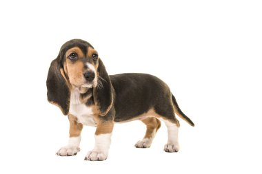 Geriye dönüp baktığımda taraftan görüldü normand köpek yavrusu beyaz bir arka plan üzerinde izole basset artesien ayakta