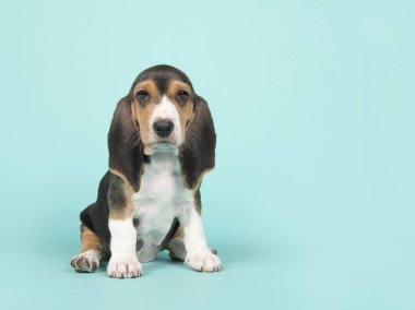 Basset artesien oturan sevimli mavi bir arka plan üzerinde normand köpek yavrusu
