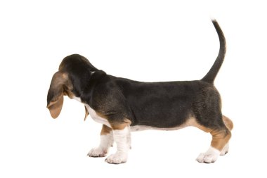 Basset artesien uzağa kuyruk ile ararken arkadan gördüm normand köpek yavrusu 