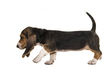 Tr burnunu, kuyruk yukarı ve görülme ile beyaz bir arka plan üzerinde izole yan izleme yürüyüş Fransız basset köpek yavrusu