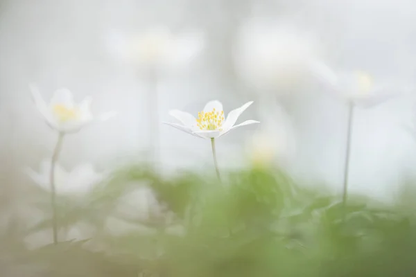 Florecientes flores de anémona de madera silvestre en el bosque — Foto de Stock