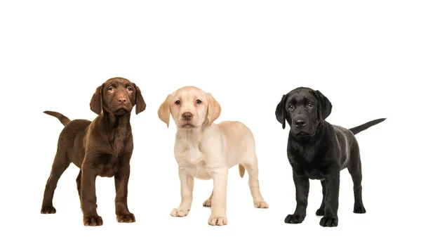 Tři stojící labrador štěňata v oficiální barvy, hnědá, černá, blond, izolované na bílém pozadí — Stock fotografie
