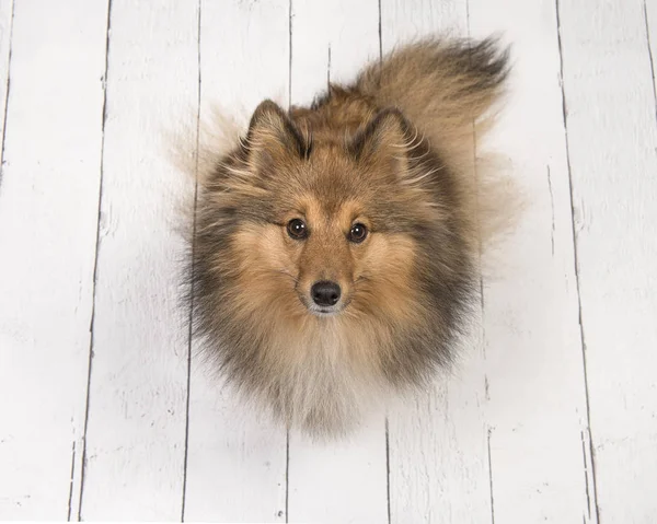 Shetland adulto cane da pastore visto dall'alto seduto e guardando su un pavimento di assi di legno bianco — Foto Stock
