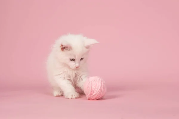 White main coon baby cat playing with a pink woolen ball on a pink background — Stock Photo, Image
