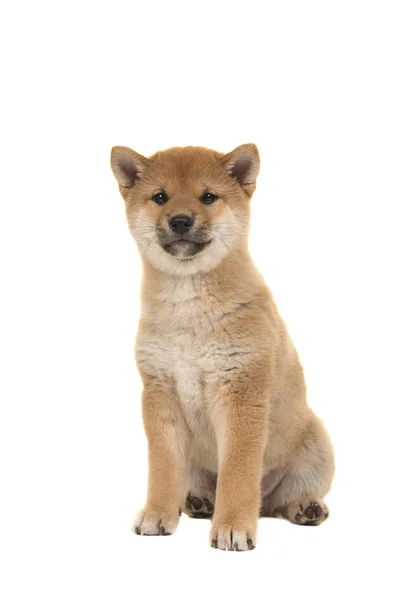 Shiba inu Welpenhund sitzt und schaut isoliert in die Kamera auf weißem Hintergrund — Stockfoto