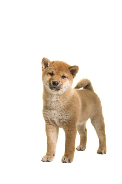 Shiba inu Welpenhund, der isoliert auf weißem Hintergrund in die Kamera blickt — Stockfoto