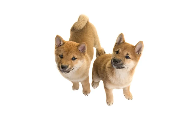 Dos cachorros shiba Inu sentados y mirando hacia arriba vistos desde arriba aislados sobre un fondo blanco —  Fotos de Stock