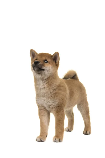 Shiba Inu cachorro perro de pie visto desde el frente mirando hacia arriba aislado sobre un fondo blanco — Foto de Stock