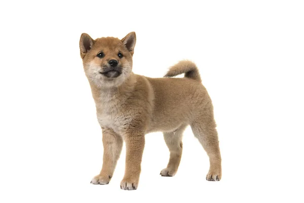 Shiba Inu cachorro cão de pé visto do lado olhando para longe isolado em um fundo branco — Fotografia de Stock