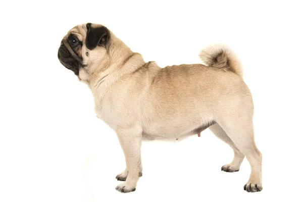 Beyaz bir arka plan üzerinde izole taraftan görüldü ayakta yetişkin pug