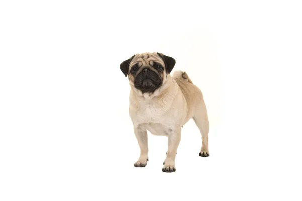 Pug adulto de pé olhando para a câmera isolada em um fundo branco — Fotografia de Stock