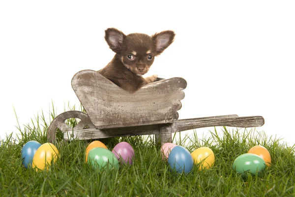 Filhote de cachorro Chihuahua em um carrinho de mão em uma grama com ovos de páscoa coloridos em um fundo branco — Fotografia de Stock