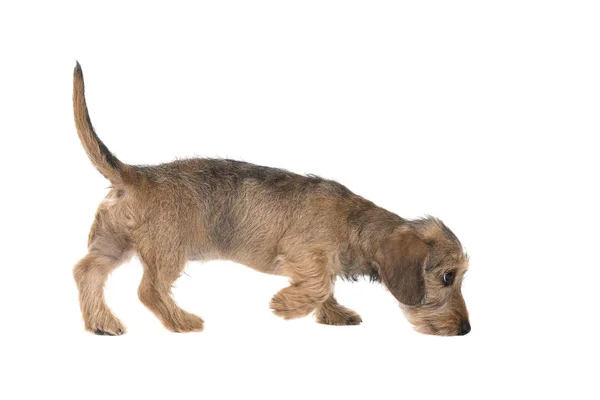 Young wirehaired dachshund sniffing around seen from the side isolated on a white background — Stock Photo, Image