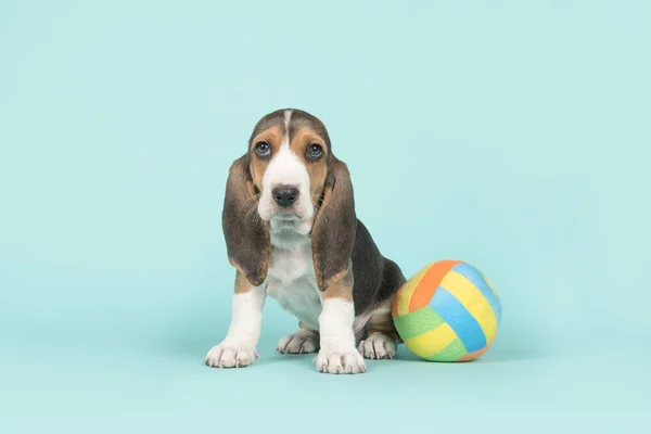 Mamina co bych píchal, sedí basset artesien štěně normand s multi barevná hračka míč na modrém pozadí — Stock fotografie