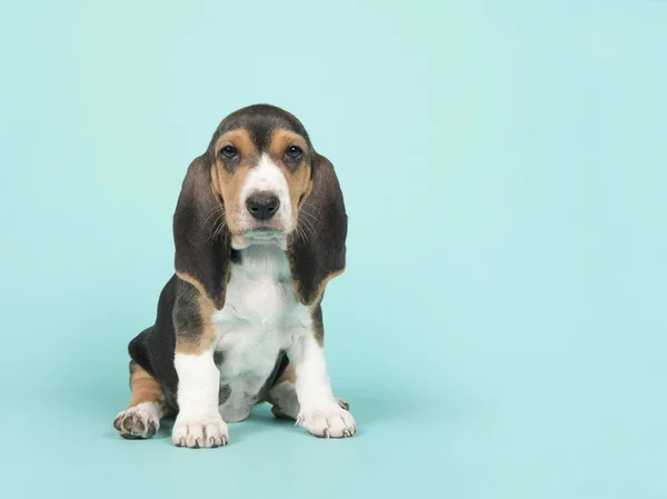 Niedlich sitzendes Basset artesien normand Welpe auf blauem Hintergrund — Stockfoto