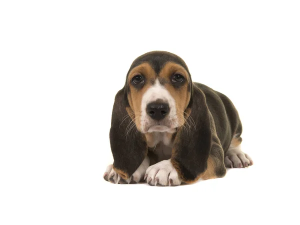 Cute basset artesien normand puppy lying on the floor isolated on a white background — Stock Photo, Image