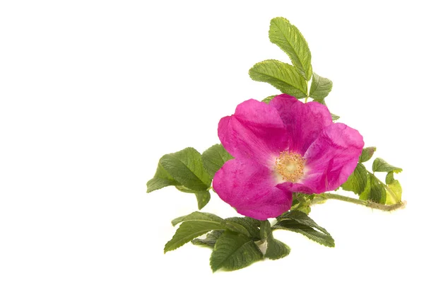 Rosa rosa selvagem com folhas isoladas em um fundo branco — Fotografia de Stock