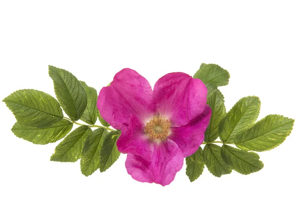 Wild roze roze met op de bladeren van het linker- en geïsoleerd op een witte achtergrond — Stockfoto